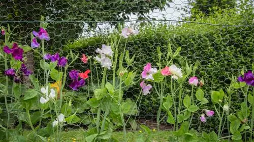 Makea herne: kasvu, kukinta-aika ja kauniit Lathyrus-lajit