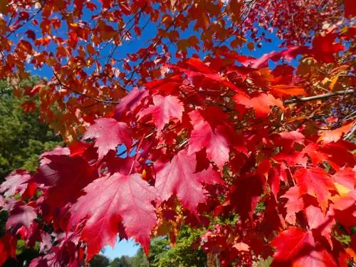 Red maple in the garden: understanding growth, leaves and flowers