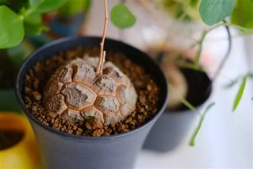 turtle plant