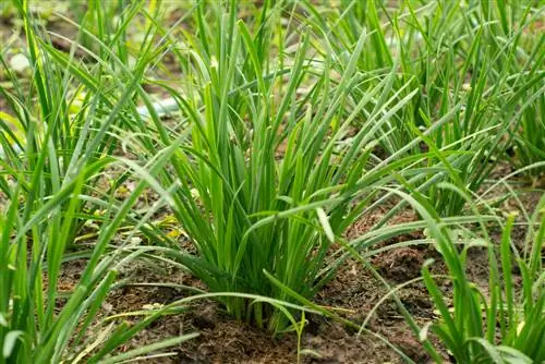 Ricette con aglio ed erba cipollina: come utilizzo l'erba?