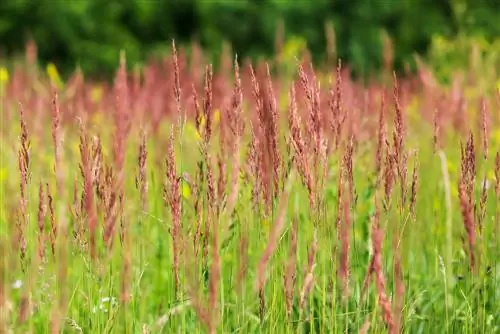 Fescue merah: Sekilas tentang semua yang perlu Anda ketahui tentang rumput