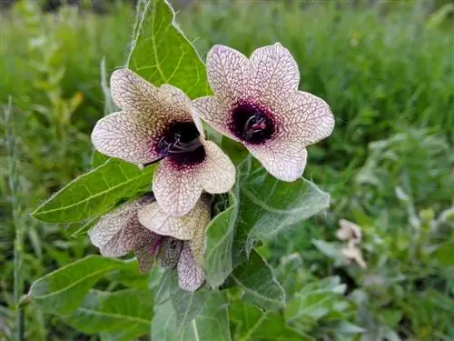 Henbane: augšana, kopšana un lietošana vienā mirklī