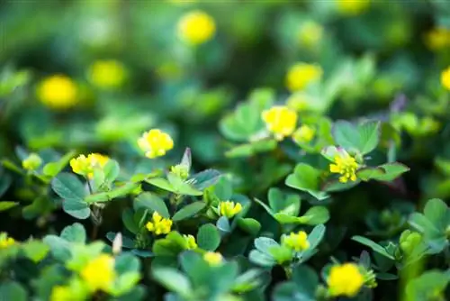 Trifoglio del luppolo: caratteristiche, cura e utilizzo in giardino