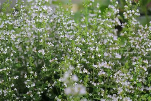 Plantar i cuidar la menta de muntanya: una guia