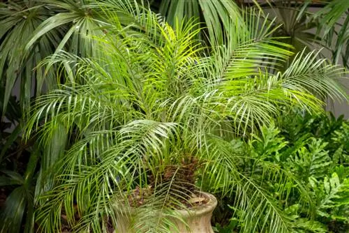 Dwarf date palm: tips on growth, care and propagation