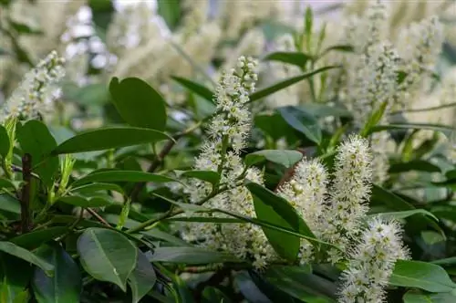 Laurel cherry: Everything you need to know about the hedge plant