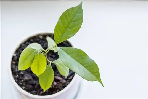 Een lycheeboom planten en verzorgen: tips voor een rijke oogst