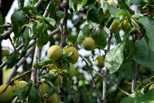 Reneklode dans le jardin : conseils pour la culture, l'entretien et la récolte