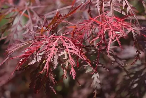 Geslote Maple: 'n Manjifieke boom vir jou tuin