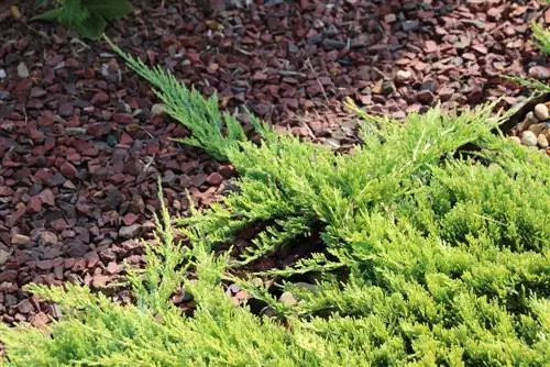 Creeping juniper: Perfect ground cover for the garden