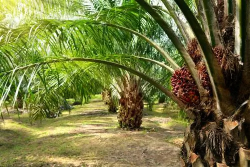 Kelapa sawit: pertumbuhan, penggunaan dan penjagaan sepintas lalu