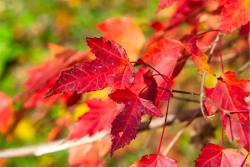 Arce ardiente en el jardín: instrucciones, consejos y trucos