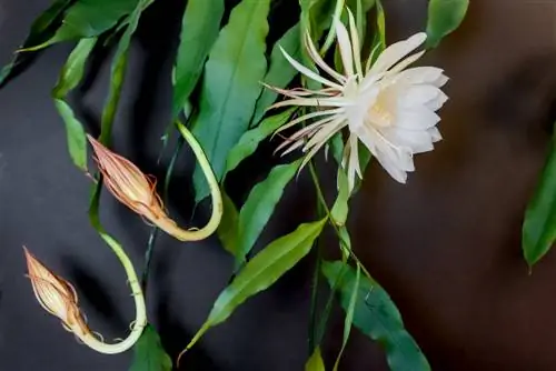 cactus de hoja