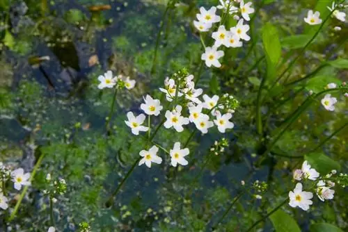 Padda-lepel in die tuin: plant, versorging en tipes