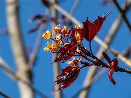 Garden decorations blood maple: successful planting and care