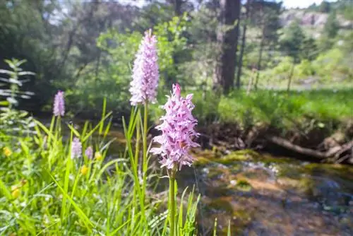 Piantare e prendersi cura dell'orchidea: ecco come funziona in giardino