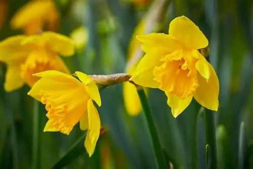 daffodil