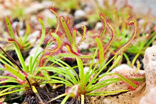 Drosera: affascinanti carnivori nel tuo giardino