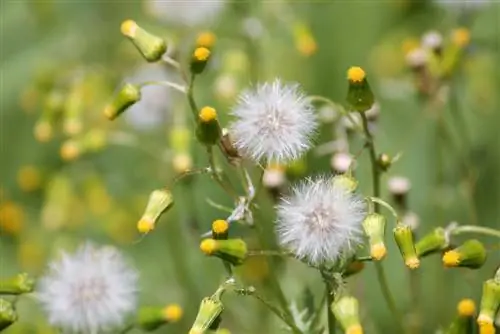 Groundsel: Өсөлт, цэцэглэлт, хоруу чанарын тухай сонирхолтой баримтууд