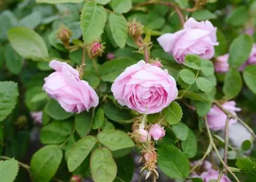 rosa musgo