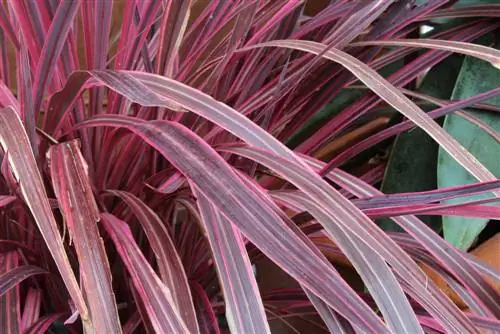 Clublelie: Succesvol planten en verzorgen gemakkelijk gemaakt