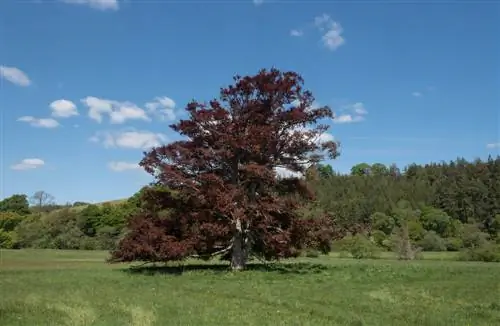 Copper beech: fakta menarik tentang pertumbuhan, daun, dan toksisitas