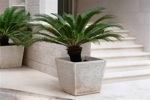 saago palm