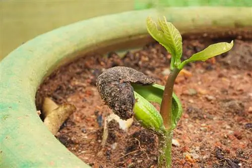 কাজু গাছ: প্রোফাইল, রোপণ এবং যত্ন - টিপস এবং কৌশল