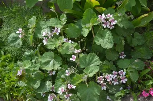 Plant en versorg reiersbek korrek: wenke en truuks