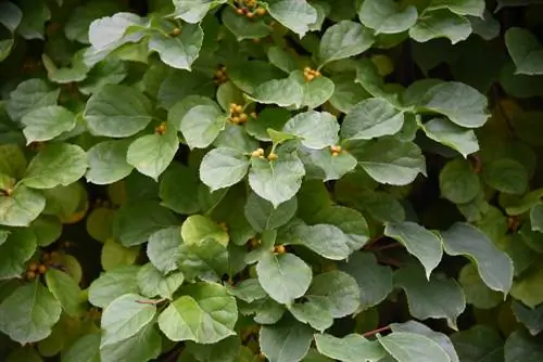 Averla arborea: coltivazione, cura e utilizzo in giardino