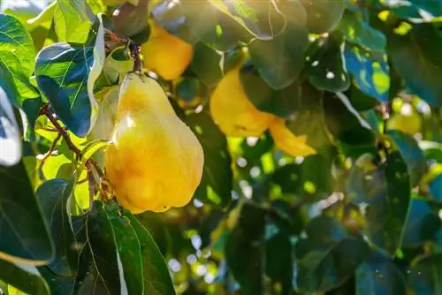 pear quince