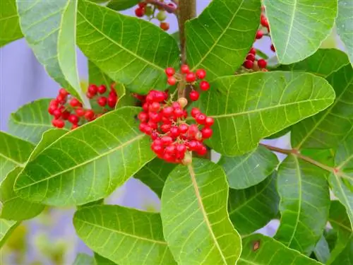 arbre de pebre