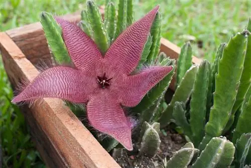 Fiore di carogna in giardino: ecco come piantarlo e prendertene cura