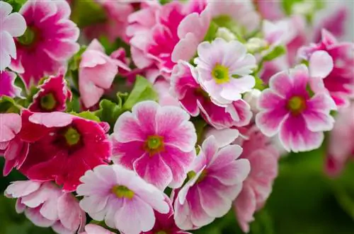 primula di coppa