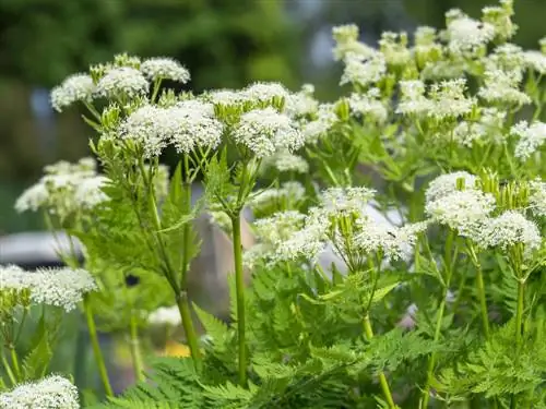 umbelă dulce