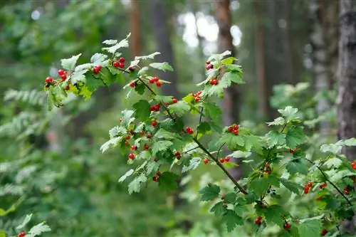 grosella alpina