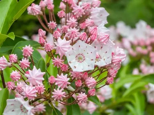 Mountain laurel: poisonous to humans and animals? - What to pay attention to?