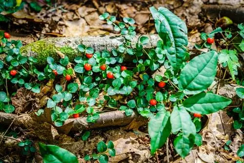 Partridgeberry: Pragtige grondbedekking met baie voordele