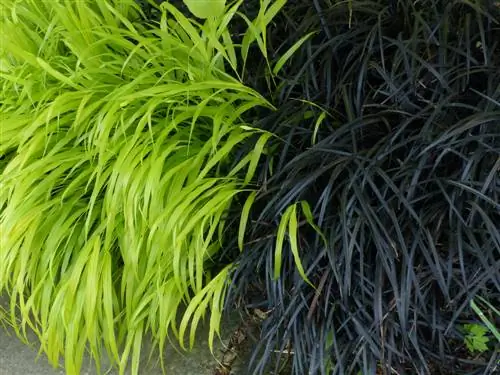 Barba di serpente in giardino: pianta ornamentale perenne dal fascino speciale