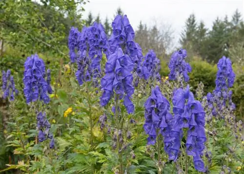 Praga de caracóis no jardim? Estas flores são a solução