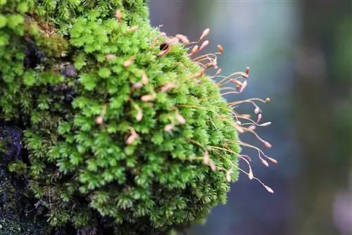 Musgo foliar: perfil, crescimento e cuidado facilitados