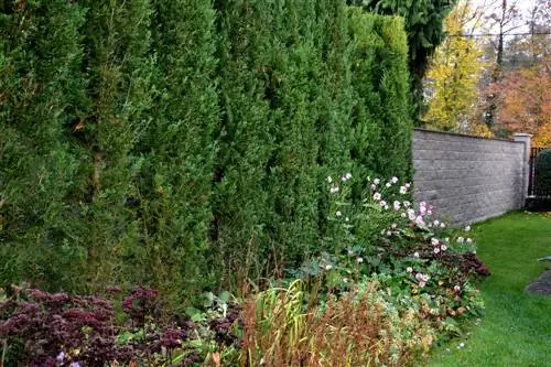 Ciprés bastardo: instrucciones de plantación y cuidado