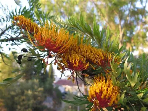 Australiese silwer eikebome - nuttige inligting en versorgingsinstruksies