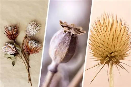 Collage van verskeie gedroogde blomme soos protea, papawer en distel