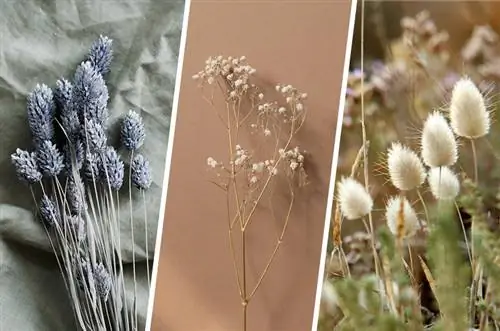 Collage ntawm paj qhuav uas tuaj yeem cog rau hauv koj lub vaj: lavender, gypsophila thiab hare's tail nyom