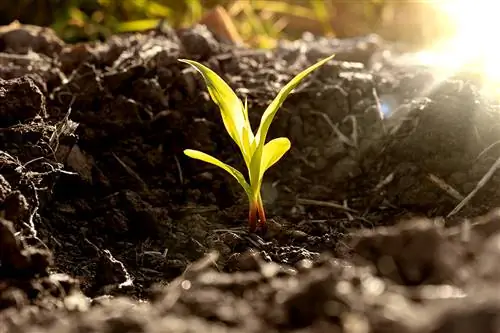 Planta que creix en terra de Terra Preta