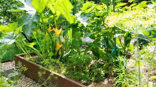 Courgette plant in 'n verhoogde bedding