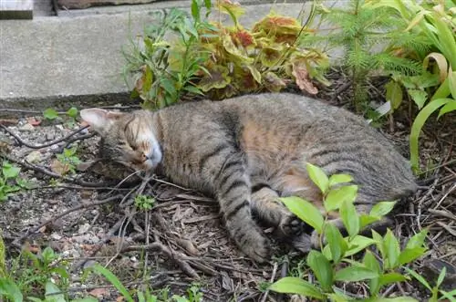 Le saule tire-bouchon est-il toxique pour les chats ? Conseil d'Expert