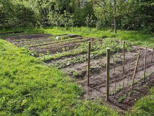 Moestuin met meerdere rijen groenten