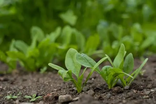 Spinazie in de moestuin